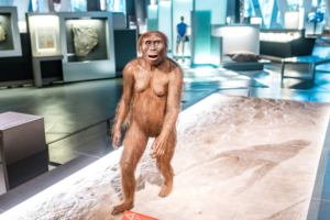Ausstellung eines Vormenschen (Australopithecus) in COSMOCAIXA, BARCELONA, Bildnachweis: frantic00 / Shutterstock.com