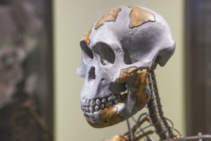 Lucy (Australopithecus afarensis), aufgenommen in Madrid, Spanien – 24. Februar 2017, Bildnachweis: WH_Pics / Shutterstock.com