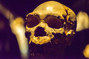 Schädel von Miguelón, Schädel eines Homo heidelbergensis, ausgestellt in Burgos (Spanien), Bildnachweis: JESUS DE FUENSANTA / Shutterstock.com