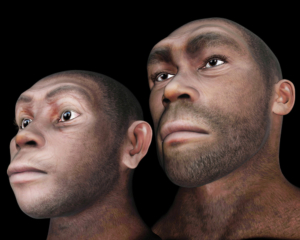 Illustration eines Porträts vom männlichen (rechts) und weiblichen (links) Homo erectus