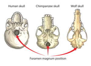 Lage des Schädellochs (Foramen magnum) beim Menschen (links), Schimpansen und Vierbeinern (Wolf, rechts)