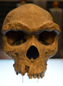 Schädel Homo heidelbergensis, ausgestellt in TBILISSI GEORGIEN, Bildnachweis: meunierd / Shutterstock.com 