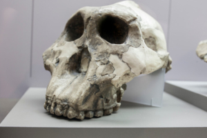 Schädel eines Vormenschen (Paranthropus) mit markanten Gebiss, Replik ausgestellt im Katalanischen Museum in Barcelona (Spanien), Bildnachweis: WH_Pics / Shutterstock.com