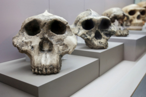 Ausstellung im Katalanischen Archäologiemuseum in Barcelona (Spanien) vom Australopithecus (Vormenschen) bis zum Neandertaler (Frühmenschen), Bildnachweis: WH_Pics / Shutterstock.com
