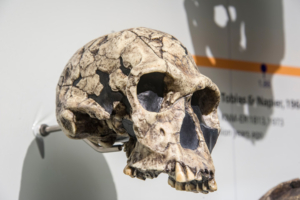 Replik eines Schädels von Homo habilis, basierend auf den 1973 in Kenia gefundenen Fossils (KNM-ER 1813), Bildnachweis: Danny Ye / Shutterstock.com