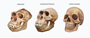 Vergleich des Schädels von Primaten, Australopithecus und des Menschen (Homo sapiens)