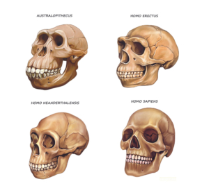 Vergleich Schädelformen von Homo erectus bis Homo sapiens