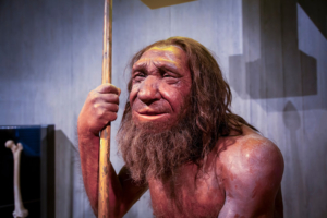 Ausstellung eines Urmenschen (Neandertalers), Düsseldorf, 16. Februar 2024, Neanderthal Museum, Bildnachweis: Esin Deniz / Shutterstock.com 