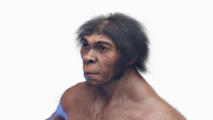 Illustration eines männlichen Homo-erectus