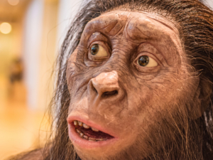 Rekonstruktion eines Vormenschen (Australopithecus afarensis), ausgestellt im Naturwissenschaftlichen Museum in Trient, Italien, Bildnachweis: lorenza62 / Shutterstock.com