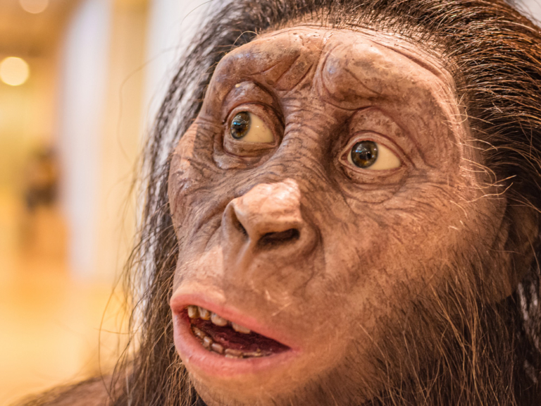 Was war Australopithecus: Steckbrief, Fragen und Antworten - Geschichte ...
