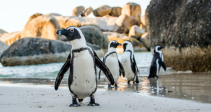 Brillenpinguin (Spheniscus demersus)