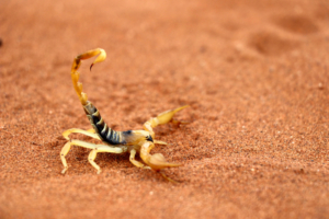Parabuthus villosus
