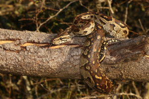Südliche Felsenpython (Python natalensis)