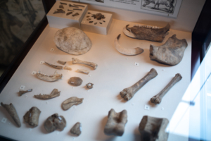 Knochenfunde aus Jamestown, Bildnachweis: Michael Gordon / Shutterstock.com