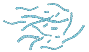 Cyanobakterien oder Blaualgen