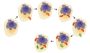 Endosymbiose von Chloroplasten und Mitochondrien