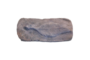 Fossil der Ediacara-Fauna