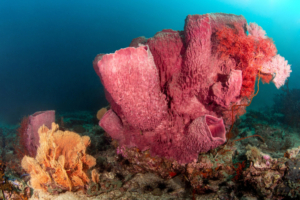 Schwämme (Porifera)