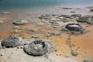 Stromatolithen am Lake Thetis in Westaustralien